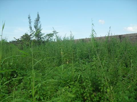 Fenced Plot in Brufut Madiana for sale