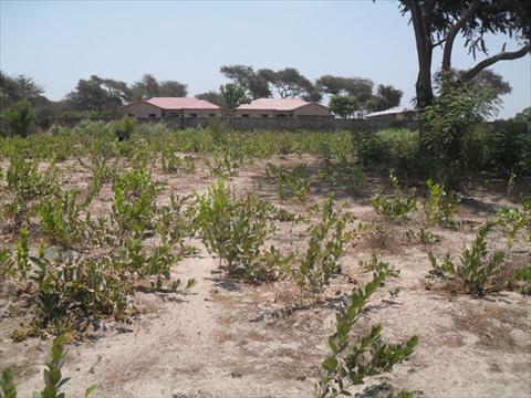 Large Plot of Land for Sale Yarambamba Gambia