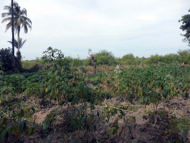 Land For Sale Mandinari Gambia Property Shop