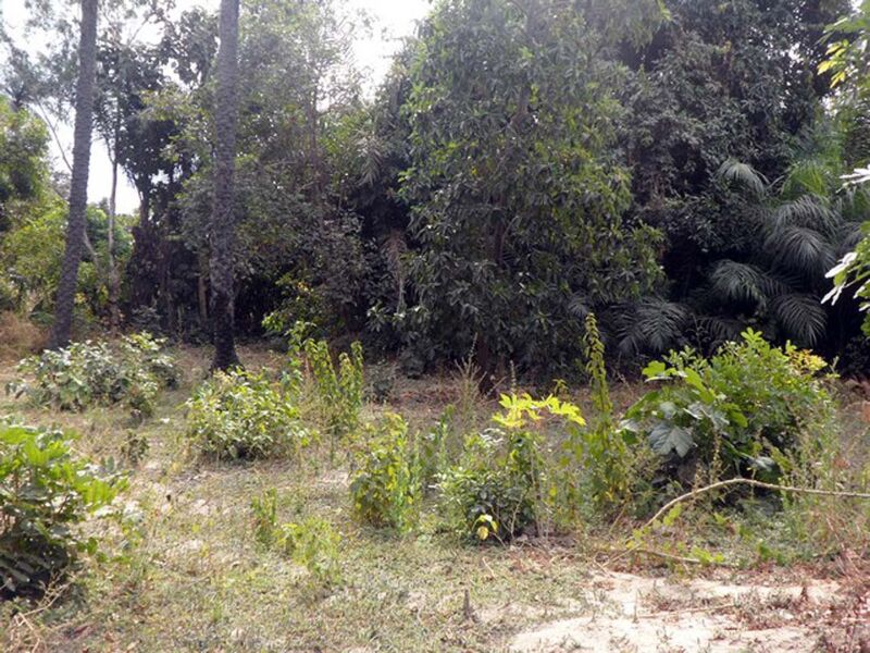 Land For Sale Mandinari Gambia Property Shop