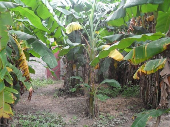 3 bed bungalow for sale in Wullinkama Gambia