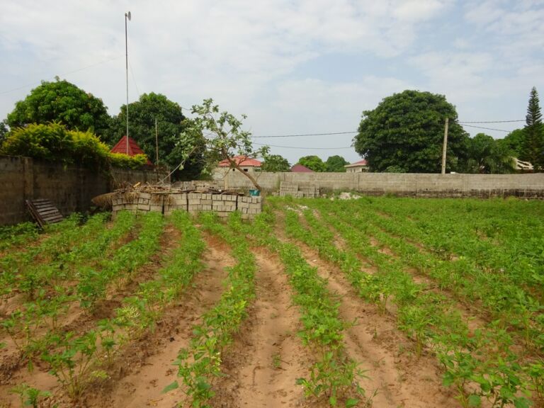 Fenced plot in bijilo for sale